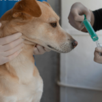 Ветеринарні клініки Солом‘янский район Києва