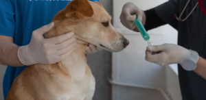 Ветеринарні клініки Солом‘янский район Києва