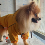 Ветеринарні клініки Троєщина Київ фото