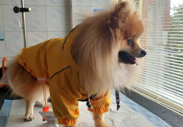 Ветеринарні клініки Троєщина Київ фото