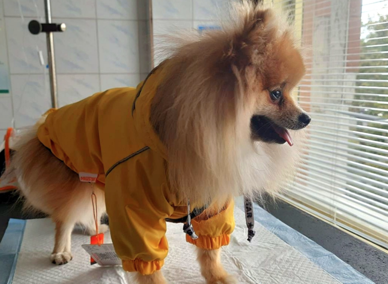 Ветеринарні клініки Троєщина Київ фото